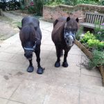 Paddy & Rascal
