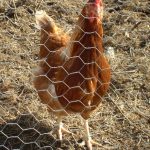 Henrietta