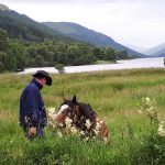 Reiki Horse Healing for Bruno
